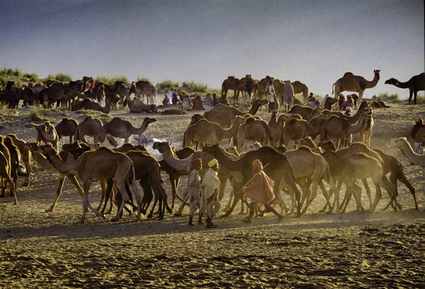 PUSHKAR, INDIA - NOVEMBER 17: Camels at the annual livestock fair — Stock Photo, Image