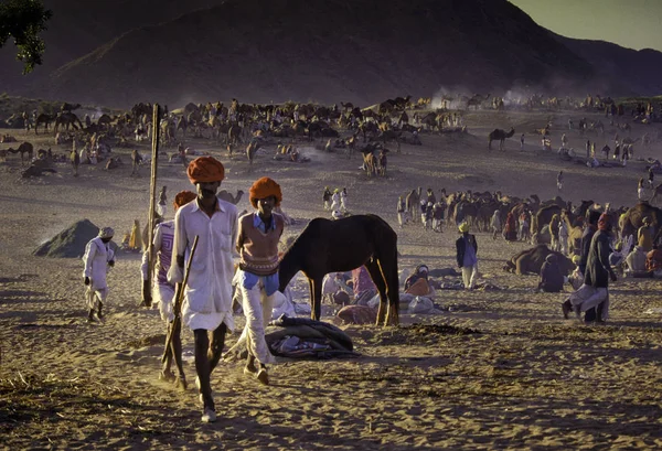 Pushkar, India - 17 November: Kamelen op het jaarlijkse vee eerlijke — Stockfoto