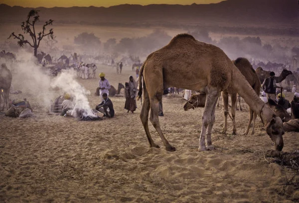 PUSHKAR, ÍNDIA - NOVEMBRO 17: Camelos na feira anual de gado — Fotografia de Stock
