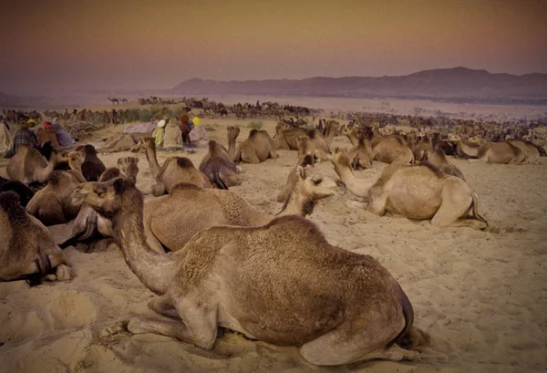 PUSHKAR, ÍNDIA - NOVEMBRO 17: Camelos na feira anual de gado — Fotografia de Stock