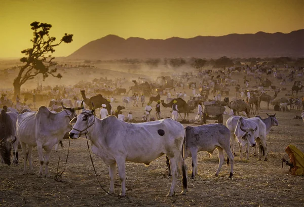 PUSHKAR, ÍNDIA - NOVEMBRO 17: Camelos na feira anual de gado — Fotografia de Stock