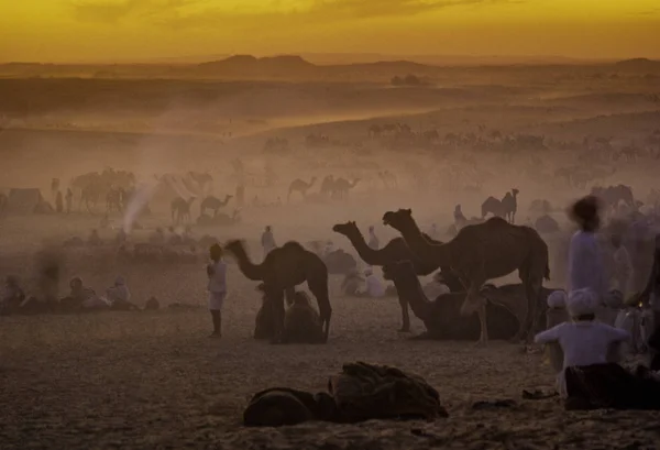 PUSHKAR, ÍNDIA - NOVEMBRO 17: Camelos na feira anual de gado — Fotografia de Stock