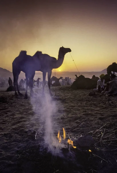 Pushkar, Indie - 17. listopadu: Velbloudy na roční dobytek veletrhu — Stock fotografie