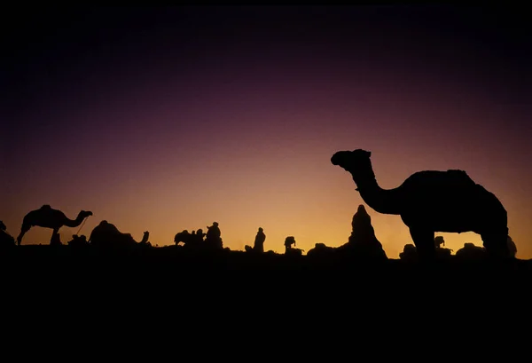 Pushkar, India - 17 November: Kamelen op het jaarlijkse vee eerlijke — Stockfoto