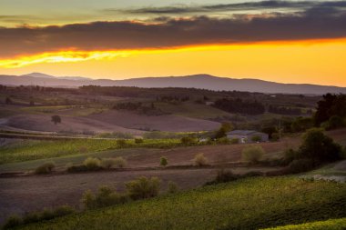 Val D'Orcia, Toskana/İtalya - Val d'Orcia bağ 