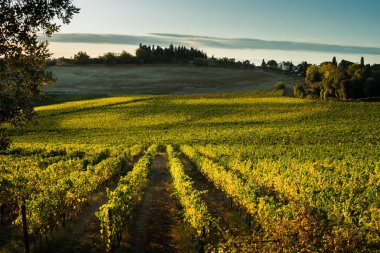 Val D'Orcia, Toskana/İtalya - Val d'Orcia bağ 
