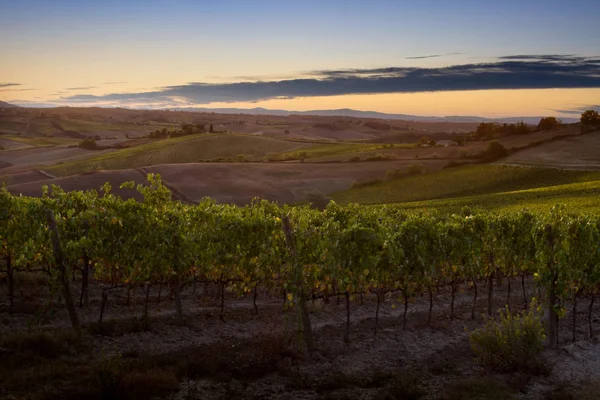 Val D'Orcia, Toskana/İtalya - Val d'Orcia bağ 