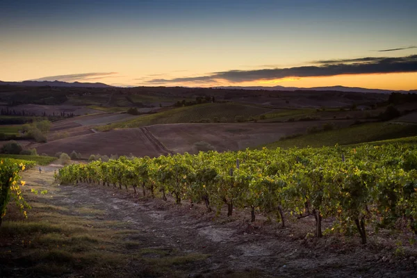 Val D'Orcia, Toskana/İtalya - Val d'Orcia bağ 