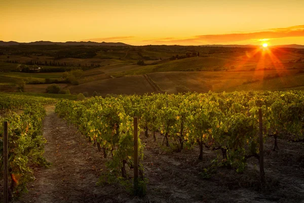 Val D'Orcia, Toskana/İtalya - Val d'Orcia bağ 