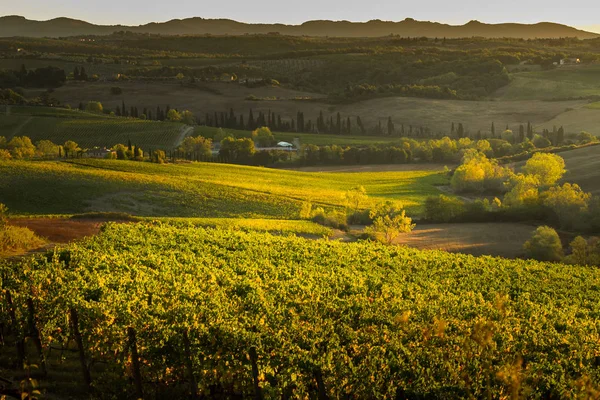 Val D'Orcia, Toskana/İtalya - Val d'Orcia bağ 