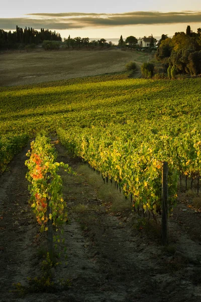 Val D'Orcia, Toskana/İtalya - Val d'Orcia bağ 