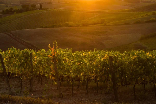 Валь D'Orcia, Тоскана, Італія - виноградник в Валь d'Orcia — стокове фото