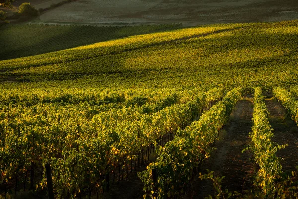 Val D'Orcia, Toscane/Italië - wijngaard in Val d'Orcia — Stockfoto
