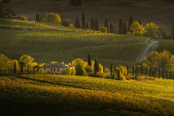 VAL D'ORCIA, TUSCANY/ITALY - Vineyard in Val d'Orcia — Stock Photo, Image