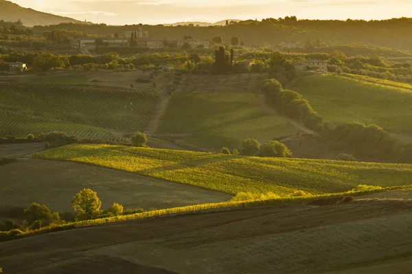 ヴァル ・ ドルチャ、トスカーナ/イタリア - ヴァル ・ ドルチャのぶどう畑 — ストック写真
