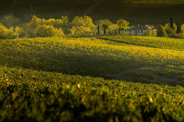 Val D'Orcia, Toscane/Italië - wijngaard in Val d'Orcia — Stockfoto