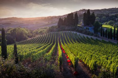 Casale Marittimo, Tuscany, İtalya, görüntülemek üzüm Eylül tarihinde