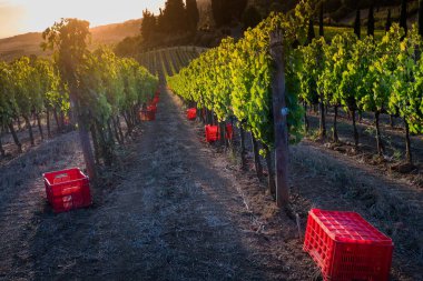 Casale Marittimo, Tuscany, İtalya, görüntülemek üzüm Eylül tarihinde