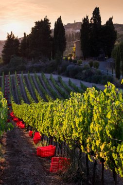 Casale Marittimo, Tuscany, İtalya, görüntülemek üzüm Eylül tarihinde