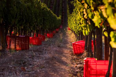 Casale Marittimo, Tuscany, İtalya, görüntülemek üzüm Eylül tarihinde