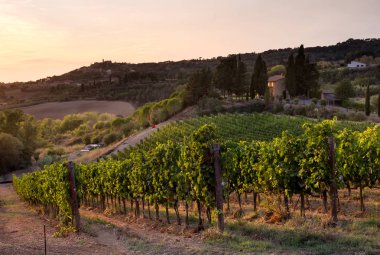Casale Marittimo, Tuscany, İtalya, görüntülemek üzüm Eylül tarihinde