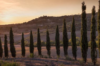 Casale Marittimo, Tuscany, İtalya, görüntülemek selvi Eylül üzerinden