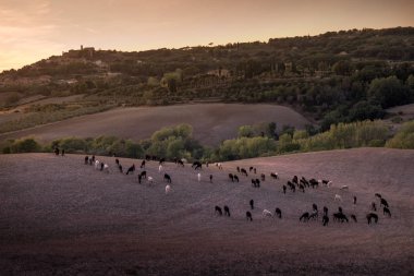 Casale Marittimo, Tuscany, İtalya, görüntülemek ile t ile alanlar