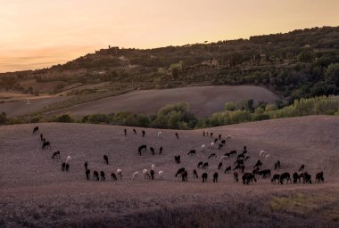 Casale Marittimo, Tuscany, İtalya, görüntülemek ile t ile alanlar