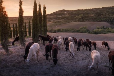Casale Marittimo, Tuscany, İtalya, görüntülemek ile t ile alanlar