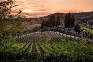Casale Marittimo, Tuscany, İtalya, görüntülemek üzüm Eylül tarihinde