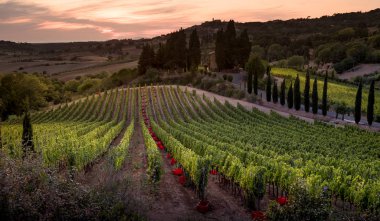 Casale Marittimo, Tuscany, İtalya, görüntülemek üzüm Eylül tarihinde