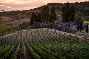 Casale Marittimo, Tuscany, İtalya, görüntülemek üzüm Eylül tarihinde