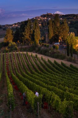 Casale Marittimo, Tuscany, İtalya, görüntülemek üzüm Eylül tarihinde