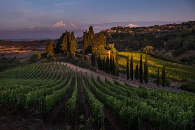 Casale Marittimo, Tuscany, İtalya, görüntülemek üzüm Eylül tarihinde