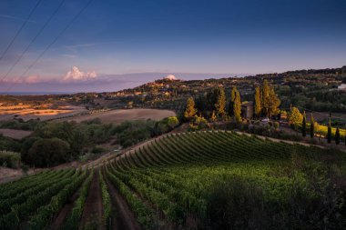 Casale Marittimo, Tuscany, İtalya, görüntülemek üzüm Eylül tarihinde