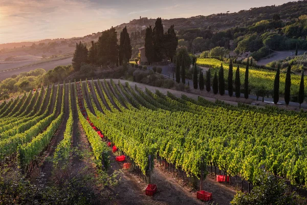 Casale Marittimo, Tuscany, İtalya, görüntülemek üzüm Eylül tarihinde