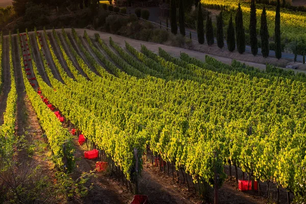 Casale Marittimo, Tuscany, İtalya, görüntülemek üzüm Eylül tarihinde