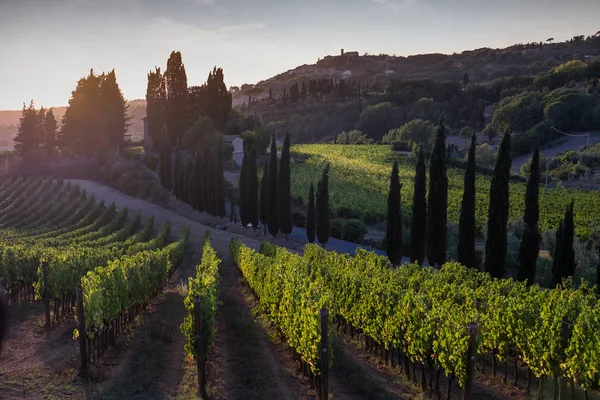 Casale Marittimo, Toscana, Itália, vista da vinha em sept — Fotografia de Stock