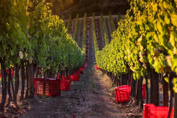 Casale Marittimo, Tuscany, İtalya, görüntülemek üzüm Eylül tarihinde