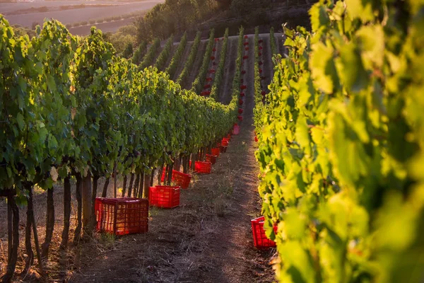 Casale Marittimo, Toscane, Italië, uitzicht vanaf de wijngaard op sept — Stockfoto