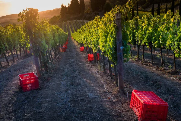Casale Marittimo, Tuscany, İtalya, görüntülemek üzüm Eylül tarihinde