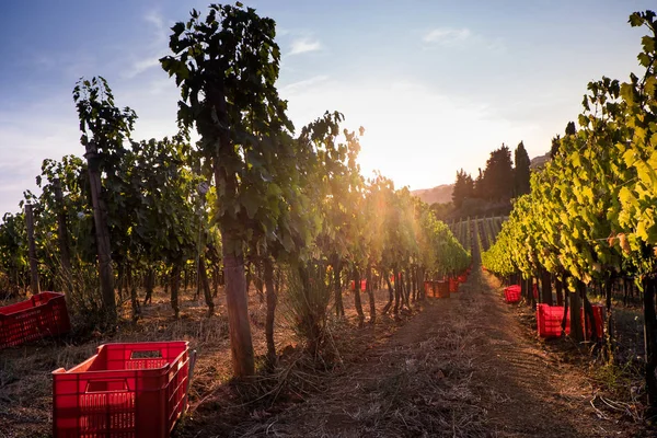 Casale Marittimo, Tuscany, İtalya, görüntülemek üzüm Eylül tarihinde