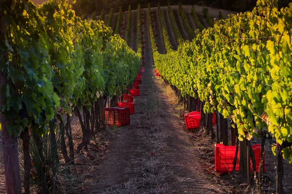 Casale Marittimo, Tuscany, İtalya, görüntülemek üzüm Eylül tarihinde