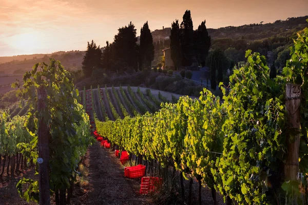 Casale Marittimo, Tuscany, İtalya, görüntülemek üzüm Eylül tarihinde