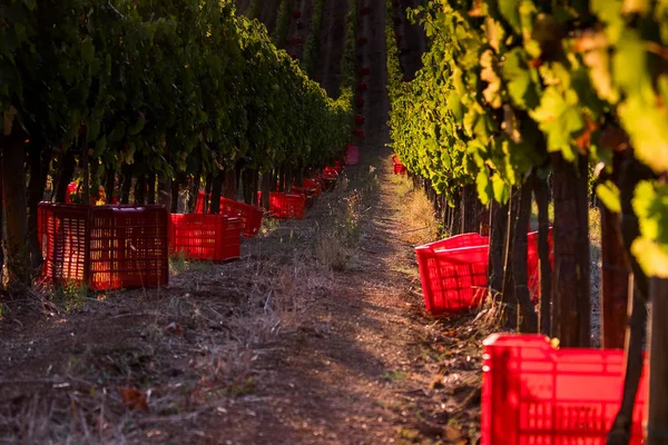 Casale Marittimo, Tuscany, İtalya, görüntülemek üzüm Eylül tarihinde