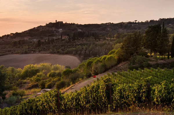 Casale Marittimo, Tuscany, İtalya, görüntülemek üzüm Eylül tarihinde