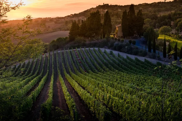 Casale Marittimo, Tuscany, İtalya, görüntülemek üzüm Eylül tarihinde