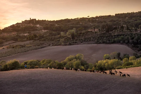 Casale Marittimo, Tuscany, İtalya, görüntülemek ile t ile alanlar