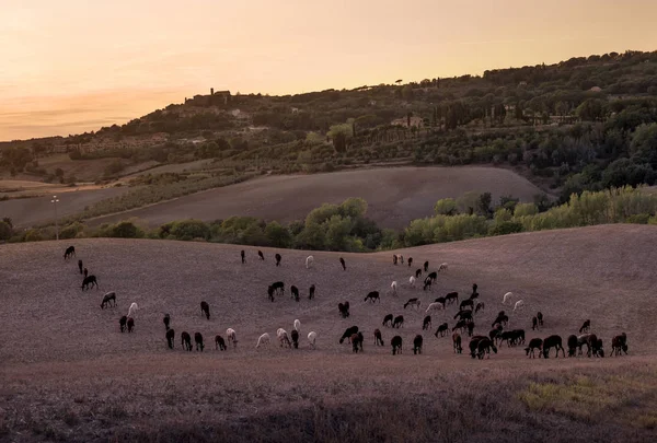 Casale Marittimo, Tuscany, İtalya, görüntülemek ile t ile alanlar