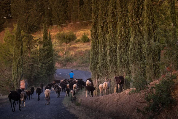 Casale Marittimo, Toscana, Italia, vista attraverso i campi con t — Foto Stock